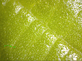 植物（白色LED）の観察例