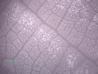 植物（IR光源）の観察例